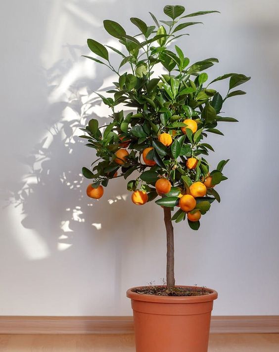 Growing Citrus Trees in Your Aussie Backyard