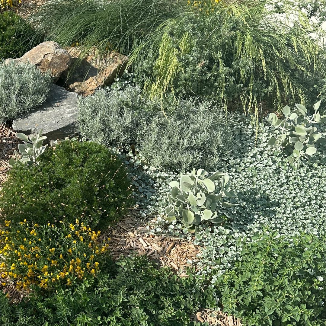Top Easy-to-Grow Ground Cover Options for Your Garden