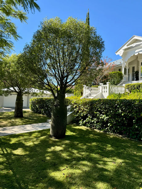 The unique Queensland bottle tree species