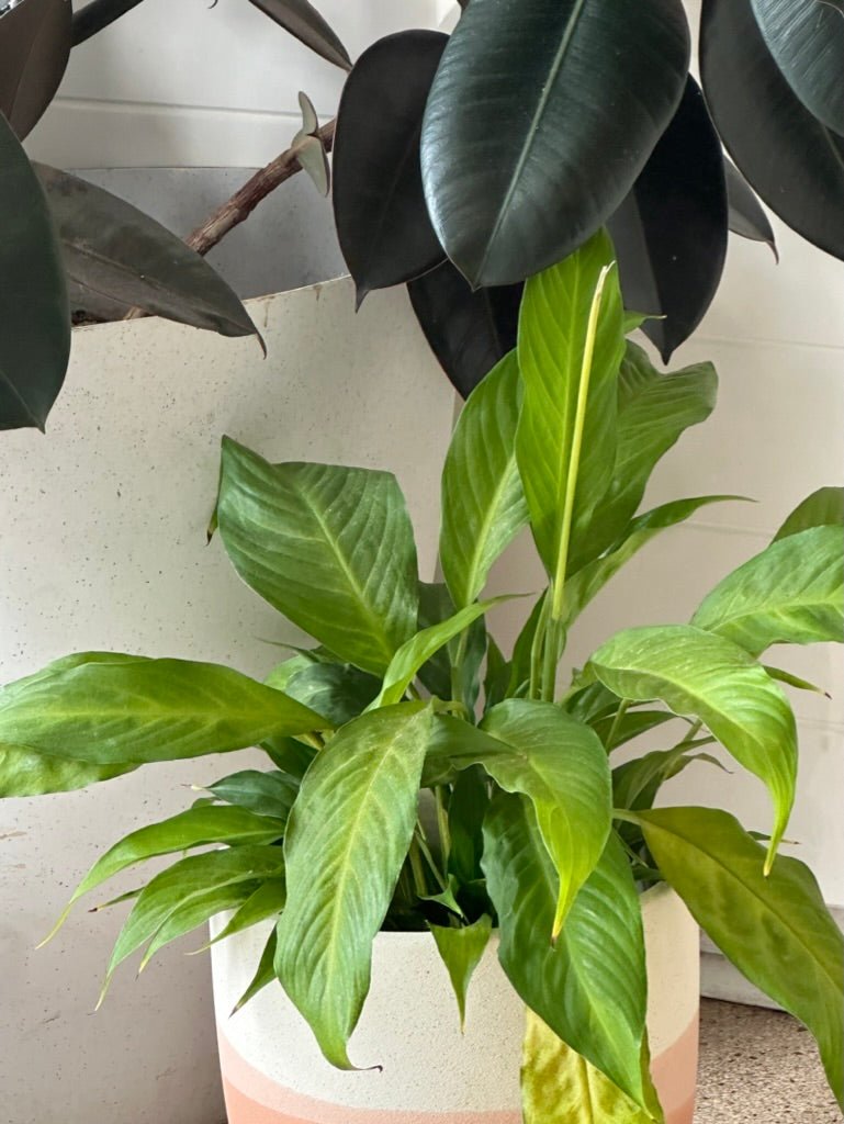 Indoor Plant Tips for Beginners