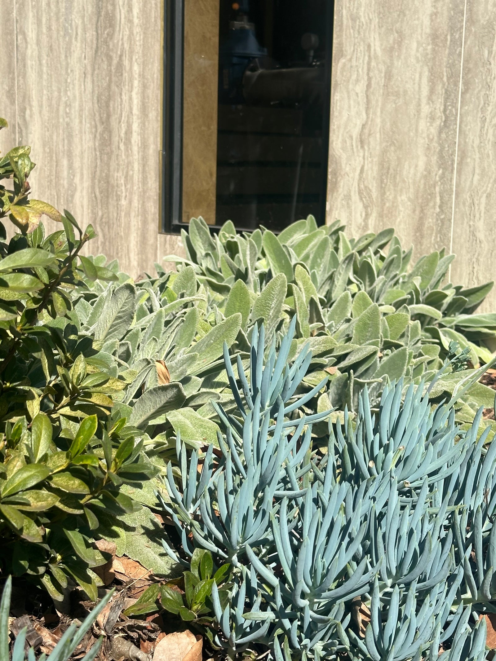 Growing Blue Chalksticks: A Guide for Thriving Plants