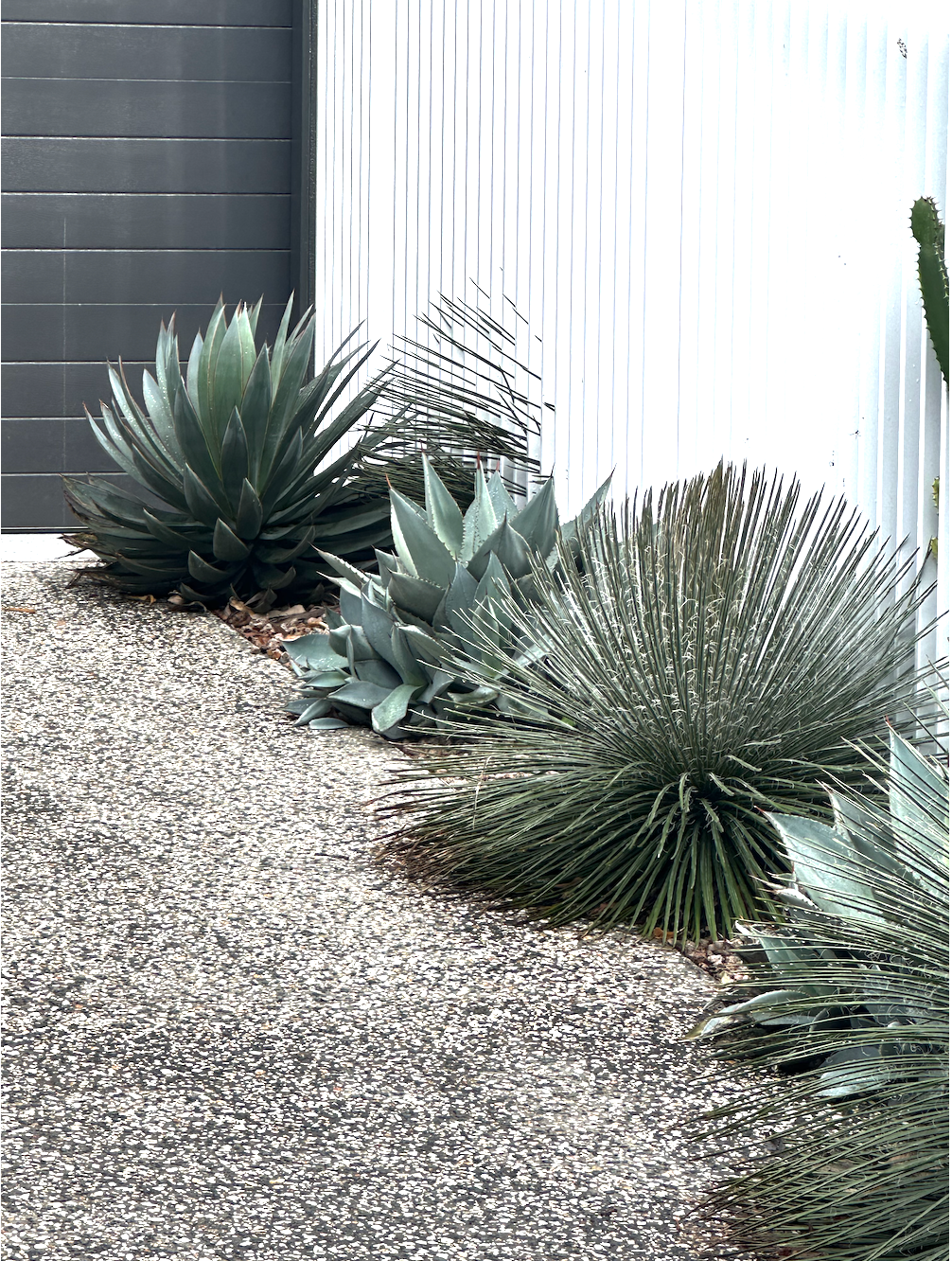Best Agave Garden Ideas for Easy Care Greenery