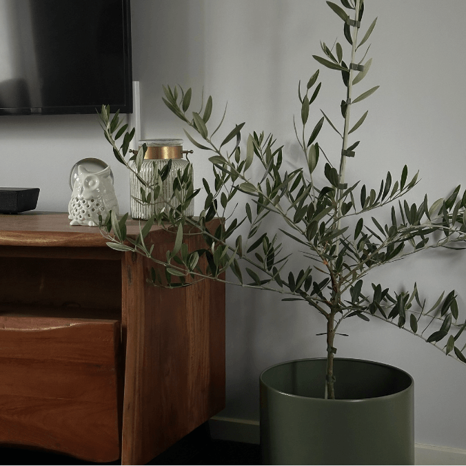 How to care for olive trees indoors - Brisbane Plant Nursery