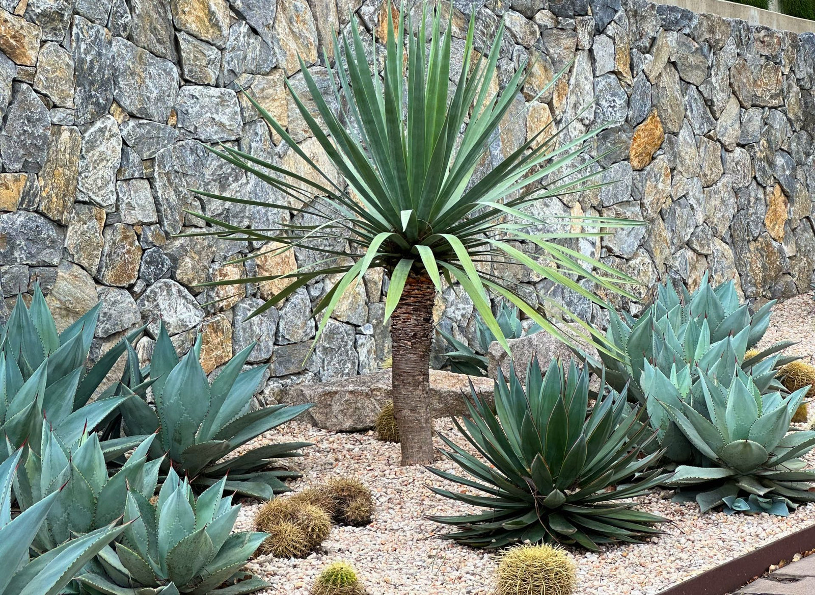 Top Agave Varieties for Your Garden