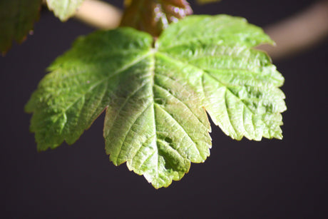 A Comprehensive Guide to Rare Australian Native Plants - Brisbane Plant Nursery