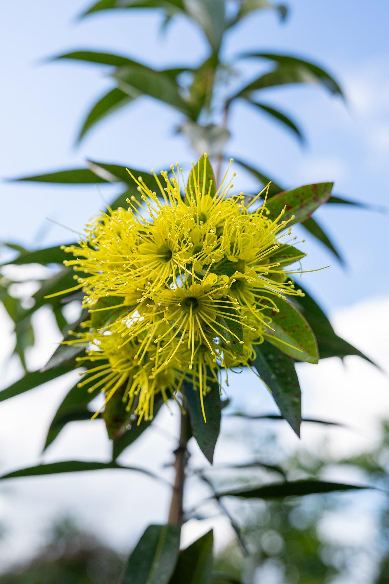 All About the Golden Penda Plant – Brisbane Plant Nursery