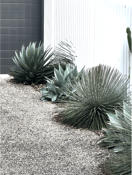 Best Agave Garden Ideas for Easy Care Greenery - Brisbane Plant Nursery