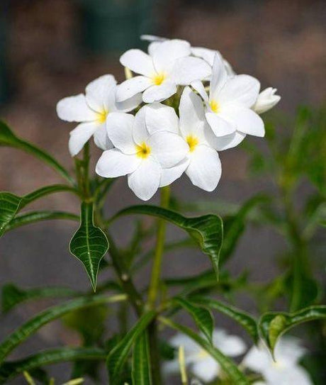 Choosing High-Quality Plumeria Plants: Evaluating Online Nurseries for Your Tropical Garden - Brisbane Plant Nursery