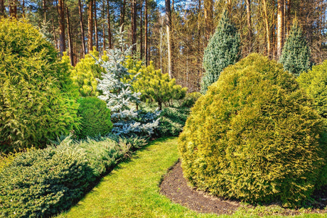 Conifers: A Closer Look at Nature's Jewels - Brisbane Plant Nursery