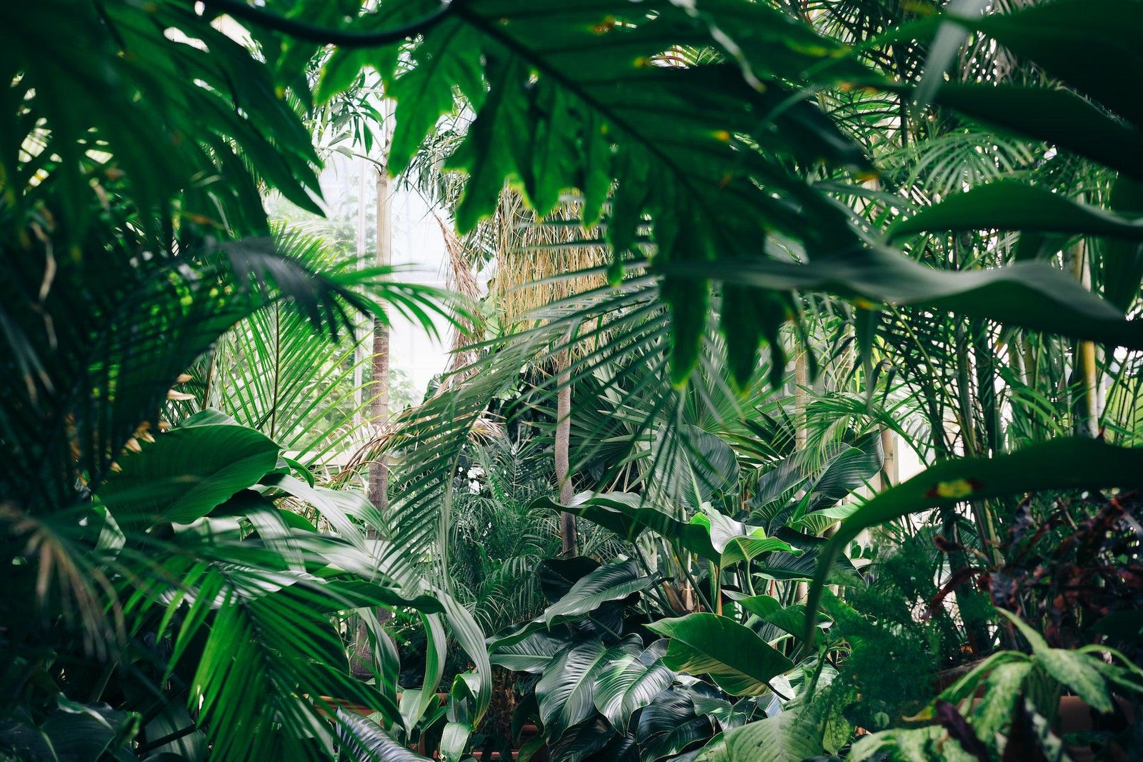 Creating an Indoor Jungle: How to Select and Care for Tropical Houseplants - Brisbane Plant Nursery