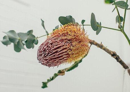 Discover the Benefits of Native Australian Plants - Brisbane Plant Nursery