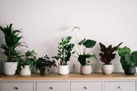 Discovering the Benefits of Indoor Plants for Your Well-Being - Brisbane Plant Nursery