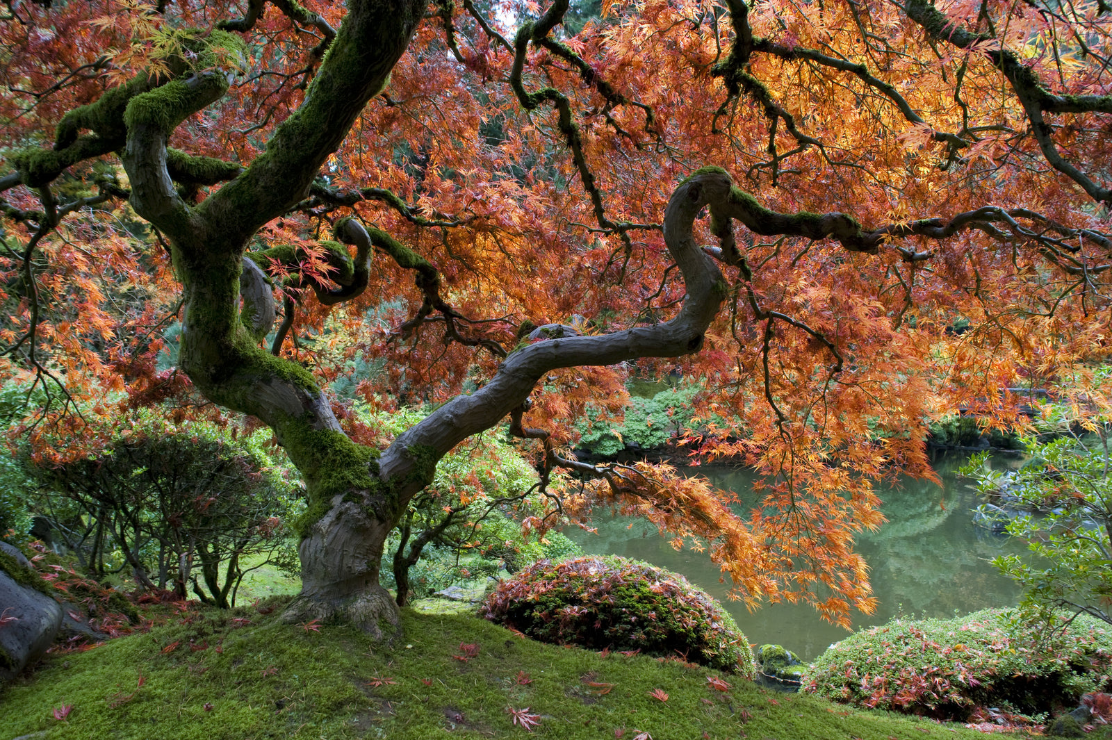 Japanese Maple: A Gardener's Guide for 2025