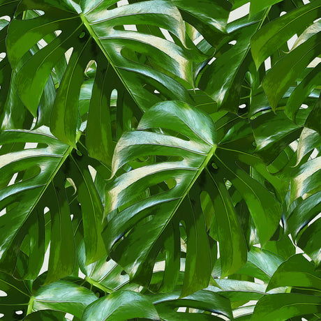 Monstera Hype 2025: Essential Insights