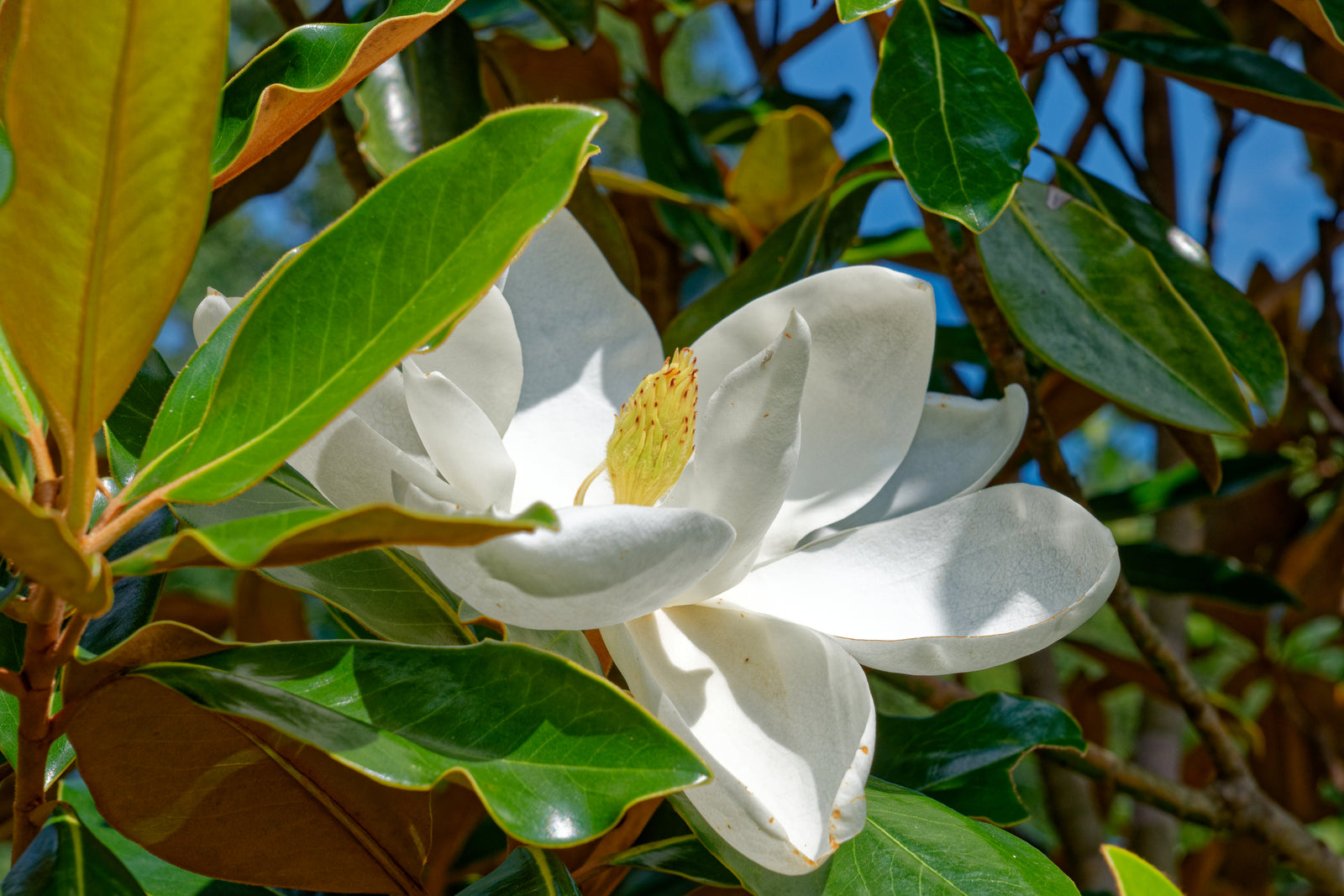 Magnolia Highlight: Transform Your Garden in 2025