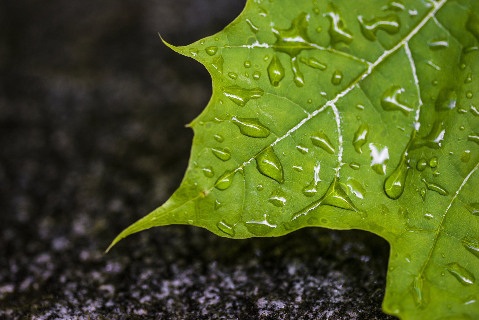 How to prepare your plants for storm season success