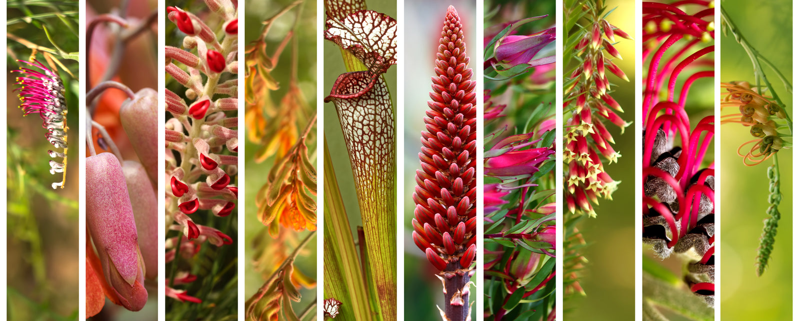 Top 10 Australian Native Plants to Enhance Your Backyard