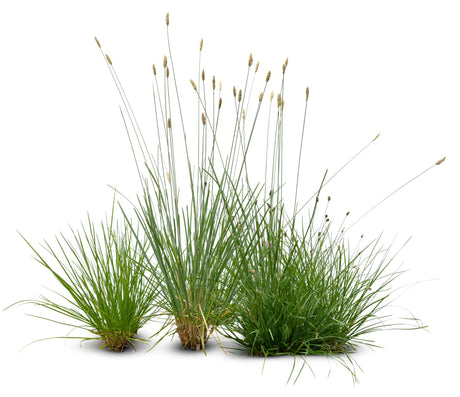 Ornamental Grasses: A Guide to Lush Garden Design