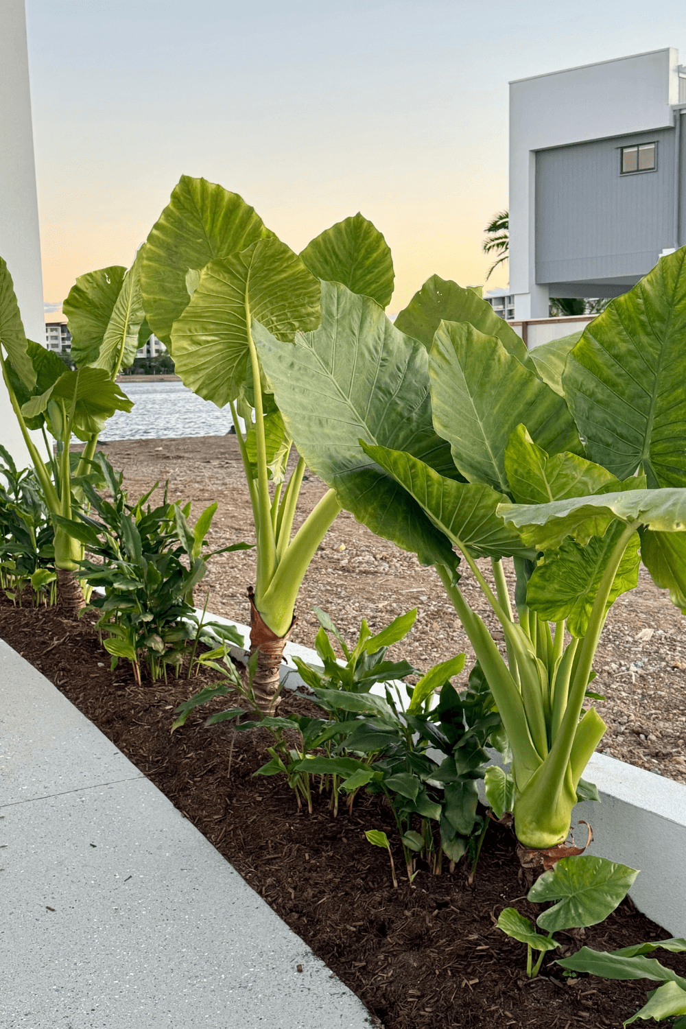 Elephant Ear Plant: Complete Guide to Alocasia Brisbanesis - Brisbane Plant Nursery