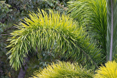 Everything About the Foxtail Palm - Brisbane Plant Nursery