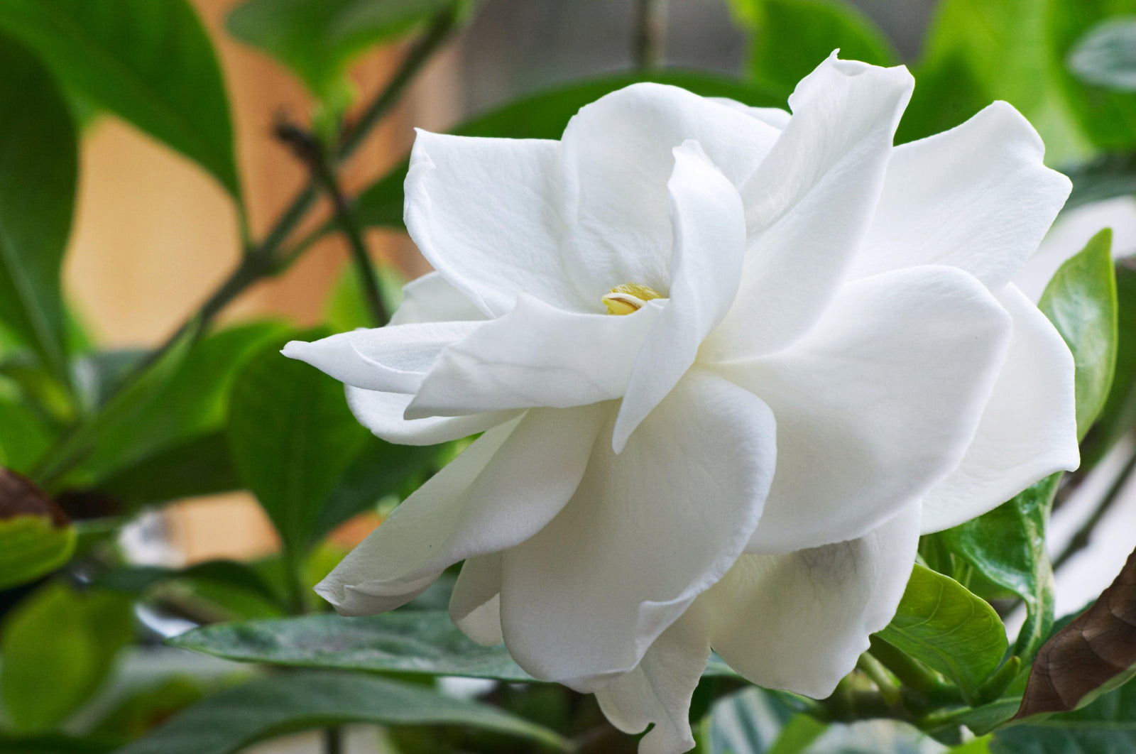 gardenia flower