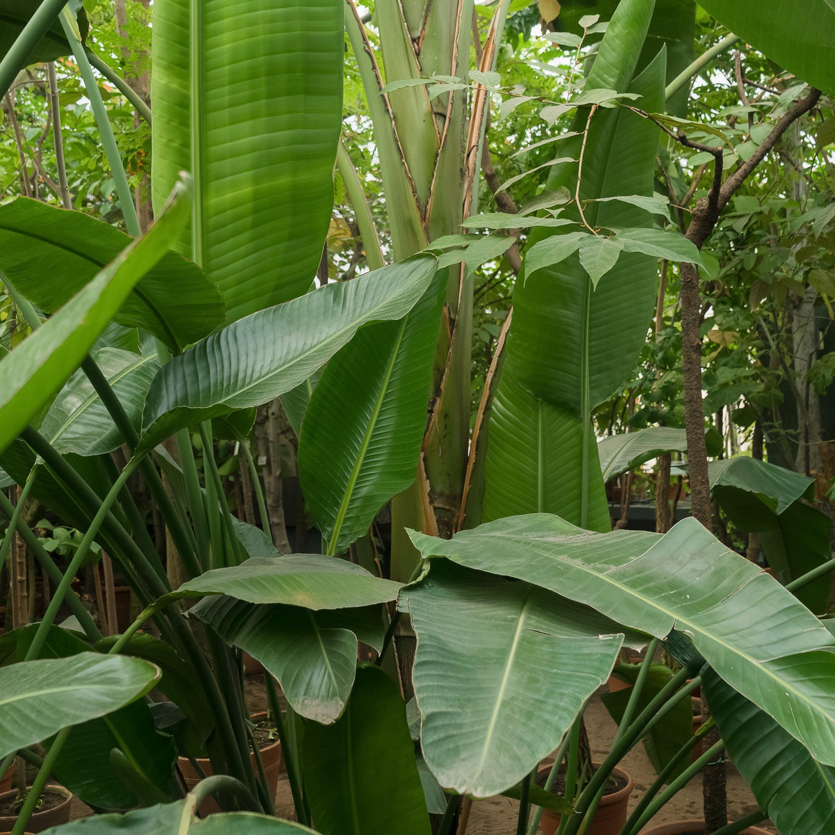 Growing Strelitzia Nicolai: Tips and Tricks – Brisbane Plant Nursery