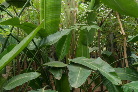 Growing Strelitzia Nicolai: Tips and Tricks - Brisbane Plant Nursery