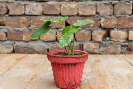 Care for alocasia