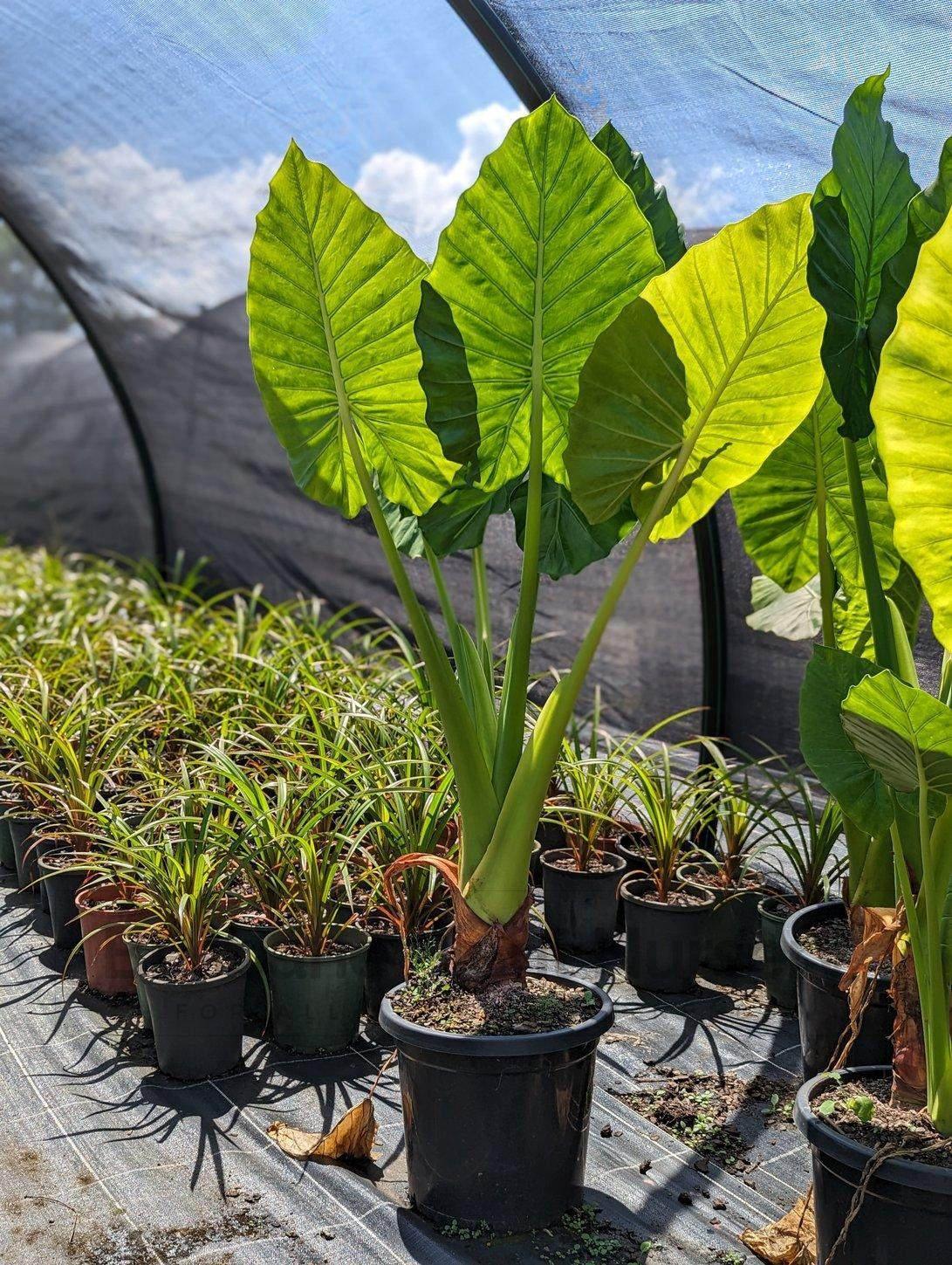 How to Care for Elephant Ear Plants? - Brisbane Plant Nursery