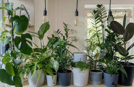 Indoor Exotic Plants Guide: Creating a Stunning Indoor Garden - Brisbane Plant Nursery