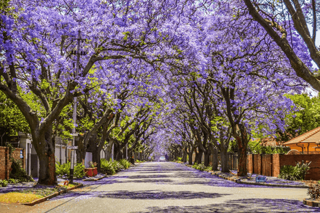 Jacaranda Tree Care: Tips and Tricks for Growing Your Own Vibrant Purple Paradise - Brisbane Plant Nursery