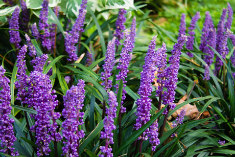 Liriope Muscari: Adding a Splash of Purple to Your Landscape - Brisbane Plant Nursery