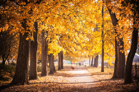 Mature Trees for Sale: Discover the Beauty of Established Landscapes - Brisbane Plant Nursery