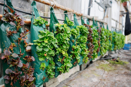 Maximizing Space: How to Create a Thriving Vertical Garden - Brisbane Plant Nursery