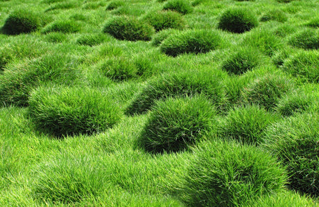 No Mow Grass: The Perfect Ground Cover for Your Landscape - Brisbane Plant Nursery