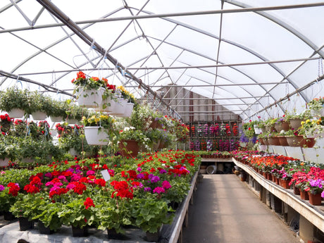 Online Plant Nursery Brisbane: Unbeatable Variety & Quality - Brisbane Plant Nursery