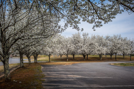 ornamental pear