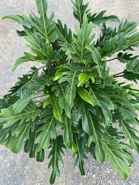 Philodendron Xanadu: A Must-Have for Your Australian Garden - Brisbane Plant Nursery