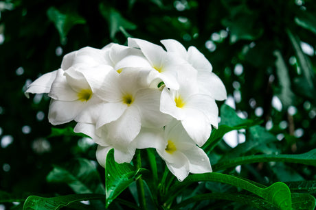 Plumeria Pudica: A Guide to the Enchanting White Flower - Brisbane Plant Nursery