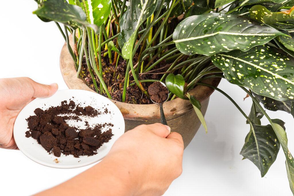 Science Behind Fertilisers: Guide to Feeding Your Garden - Brisbane Plant Nursery