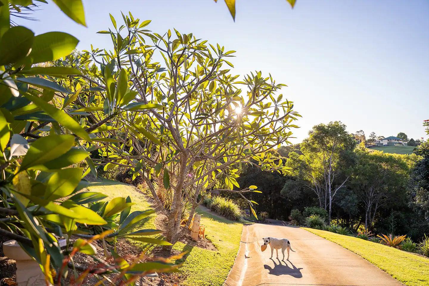 The best feature tree for low and high sun spots - Brisbane Plant Nursery