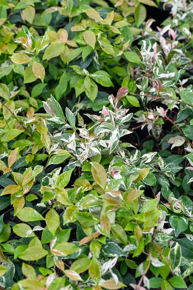 Variegated Trach Jasmine: Easy Ground Cover for Any Garden