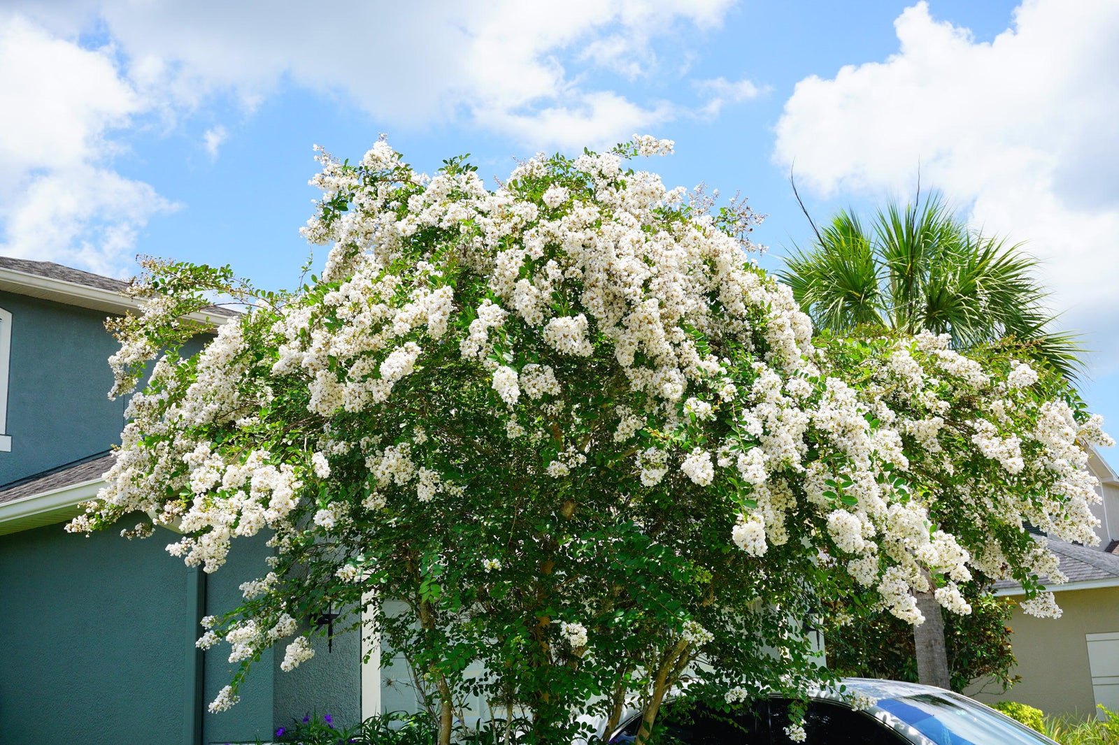 White Crepe Myrtle: A Must-Have for Your Garden - Brisbane Plant Nursery