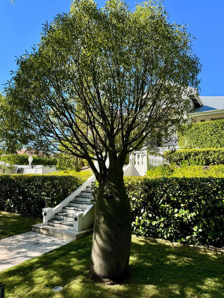 Australian Natives - Brisbane Plant Nursery