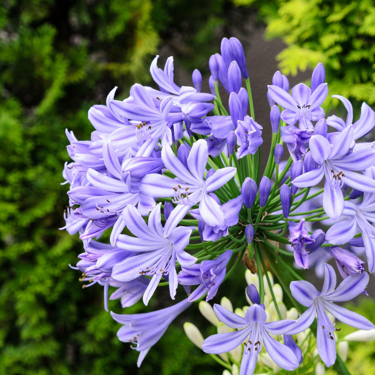 Agapanthus – Brisbane Plant Nursery