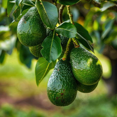 Avocado Trees