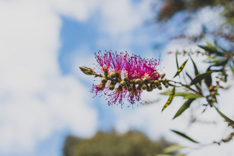 Native Shrubs