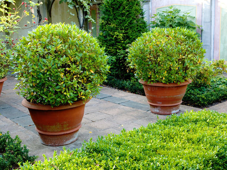 Evergreen Hedging Plants