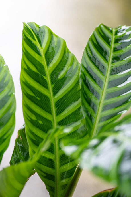 Indoor Plants