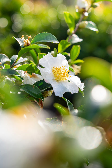 Flowering Shrubs